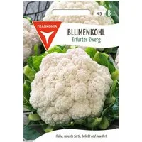 FRANKONIA Gemüsesamen Blumenkohl, Erfurter Zwerg - Saatgut Samen, Brassica oleracea