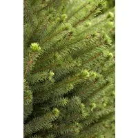 Pflanzen für Dich Konifere Picea omorika, 1 St., Serbische Fichte, Omorikafichte, schlank, blaugrün