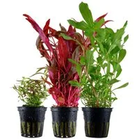 Aquaone Wasserpflanze 'Buntes' Set mit 3 Topf Pflanzen Aquariumpflanzen Set Nr.143