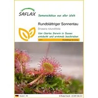 SAFLAX Blumensamen SAFLAX - Samen - Rundblättriger Sonnentau