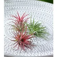 BALDUR Garten Zimmerpflanze Tillandsien Mix, 3 St., Tillandsia, pflegeleicht