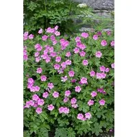 Pflanzen für Dich Staude Geranium sanguineum Elke, 1 St., Blut-Storchschnabel, Storchschnabel