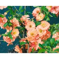 Pflanzen für Dich Gehölze Chaenomeles 'Orange Trail', 1 St., Zierquitte, Scheinquitte