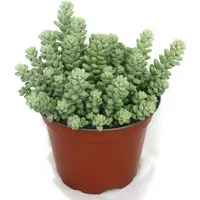 Exotenherz Kaktus Sedum morganianum burritum - Affenschaukel - 12cm Topf