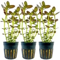 Aquaone Wasserpflanze Aquarium Pflanze 3 Stück Bacopa salzmannii purple Nr.343B