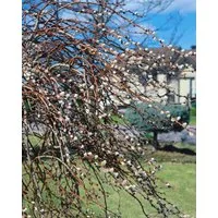 Pflanzen für Dich Gehölze Salix grac. Mount Aso, 1 St., Seidenweide, Japanische Weide