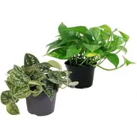 Exotenherz Zimmerpflanze Set aus 2 versch. Scindapsus pictus argyreus und Epipremnum aureus