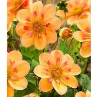 BALDUR Garten Blumenzwiebeln Dahlie 'Kelsey Annie Joy', Zweifarbige Kragendahlie, bienenfreundlich, pflegeleicht