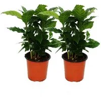 Exotenherz Zimmerpflanze Kaffee Pflanze (Coffea arabica) 2 Pflanze - Zimmerpflanze