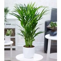 BALDUR Garten Zimmerpflanze Areca Palme ca. 60-70 cm hoch, 1 St., Goldfruchtpalme, pflegeleicht