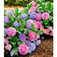 BALDUR Garten Zierstrauch Freiland-Hortensie 'L.A. Dreamin®', 1 St., Schneeball, winterhart, mehrjährig, pflegeleicht, kübelgeeignet