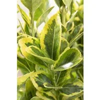 Pflanzen für Dich Bodendecker Euonymus jap. Microphyl.Aureovar., 1 St., Japanischer Spindelstrauch, gelbbunt, kompaktwachsend