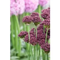 Pflanzen für Dich Staude Allium atropur., 1 St., Purpur-Lauch, Dunkelpurpurner Zierlauch
