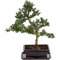Dehner Zimmerpflanze Bonsai Japanische Stechpalme, Ilex crenata, ca. 30-40 cm, Topf 20 cm, immergrüner Outdoor-Bonsai, in stilechter Keramikschale