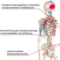tectake Dekoobjekt Günni Anatomie-Skelettmodell - Lebensgroß mit Muskelmarkierung (Einzelartikel, 1 St), Schädel zum Öffnen, bewegliche Gelenke und abnehmbare Extremitäten