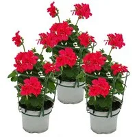 Exotenherz Beetpflanze Geranien hängend Pelargonium peltatum ver.Farben 12cm Topf 3er Set