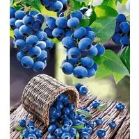 BALDUR Garten Obstpflanze Heidelbeere 'Hortblue®', 1 St., Selbstbefruchtend, ertragreich, winterhart, mehrjährig