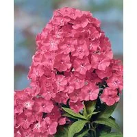 Pflanzen für Dich Staude Phlox pan. Rijnstroom, 1 St., Hoher Stauden-Phlox, Flammenblume