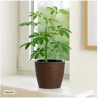 HTI-Living Blumentopf Blumentopf Nessa Hydro 21,5 cm Braun (Stück, 1 St., 1 Übertopf), mit Wasserspeicher und Wasserstandsanzeiger