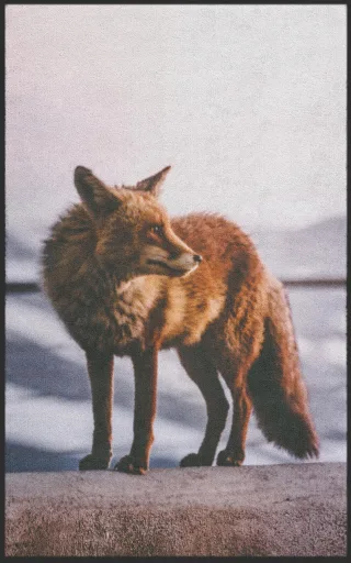Fussmatte Fuchs 7553 | Größe: 60 cm x 90 cm