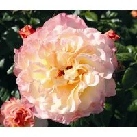 Dehner Rose Edelrose Aquarell®, apricot/rosa Blüten, duftend, groß und gefüllt, Züchter Tantau