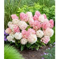 BALDUR Garten Zierstrauch Rispen-Hortensie 'Living Little Blossom®', 1 St., Rispenhortensie,winterhart, langblühend, farbwechselnd