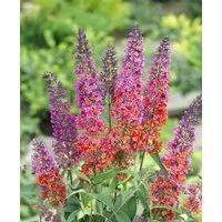 Pflanzen für Dich Gehölze Buddleja davidii Flower Power, 1 St., Schmetterlingsflieder, Sommerflieder