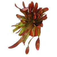 Exotenherz Zimmerpflanze Peitschenkaktus - Rhipsalis heteroclada "Red Coral" - 12cm Topf
