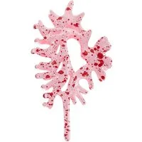 LSCN by LASCANA Haarspange, im besonderen Muschel-Design
