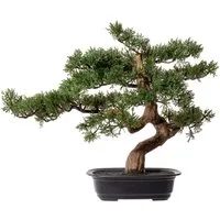 Kunstbonsai Bonsai Zeder Bonsai, Creativ green, Höhe 40 cm