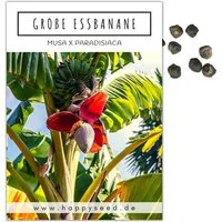 HappySeed Blumensamen Große Essbanane Samen (Musa x paradisiaca) - Exotische Banane, Blumen