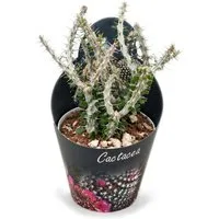 Exotenherz Kaktus Alluaudia procera - Oktopusbaum - Rarität - 14cm Topf - 35cm hoch