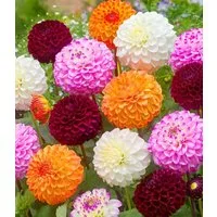 BALDUR Garten Blumenzwiebeln Dahlien-Mix 'Pompon', Sommerblüher, lange Blütezeit, pflegeleicht