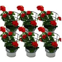 Exotenherz Beetpflanze Geranien hängend Pelargonium ver. Farben 12cm Topf Set mit 6 Pflanzen