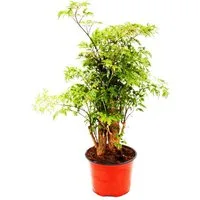 Exotenherz Zimmerpflanze Fiederaralie Polyscias fruticosa Zimmerpflanze mit Stamm 12cm Topf