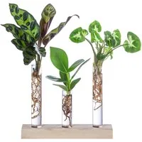 Dehner Zimmerpflanze Waterplant-Set, je 1x Korbmarante, Balsamapfel, Purpurtute, pflegeleichte Wasserpflanzen in Reagenzgläsern, inkl. Holzständer