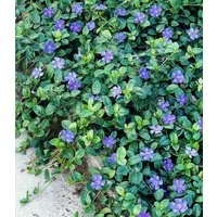 BALDUR Garten Bodendecker Vinca minor 'Blau', 3 St., Kleines Immergrün, winterhart, mehrjährig, pflegeleicht, robust