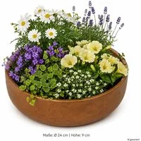 MamboCat Pflanzschale Ethan Pflanzschale Größe: S Bronze Ø 24 cm Blumen Pflanzen