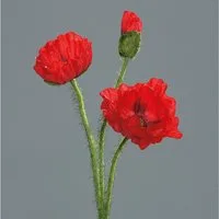 Kunstblume Mohnzweig mit 2 Blüten und 1 Knospe 56cm DP Blumen künstlicher Papaver Mohn, Seidenblumen Roß, Rot