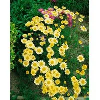Pflanzen für Dich Staude Anthemis tinc. E.C.Buxton, 1 St., Färberkamille, Färber-Hundskamille