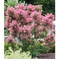 BALDUR Garten Zierstrauch Perückenstrauch Cotinus 'Smokey Joe®', 1 St., Rosa, winterhart, mehrjährig, pflegeleicht