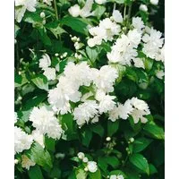 Pflanzen für Dich Gehölze Philadelphus Schneesturm, 1 St., Duftjasmin, Pfeifenstrauch
