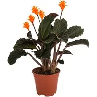Dehner Zimmerpflanze Korbmarante, Calathea crocata, ca. 30-40 cm, Ø Topf 14 cm, exotische Zimmerpflanze mit luftreinigender Wirkung