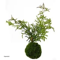 Kunstblume Kunstpflanze Farn-Busch Flora, HTI-Living, Höhe 35 cm, Kunstblume Dekoration