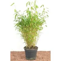 Pflanzen für Dich Gräser Fargesia murieliae Jumbo, 1 St., Gartenbambus, Schirmbambus, dichtwachsend, winterhart