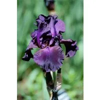 Pflanzen für Dich Staude Iris barb. Superstition, 1 St., Bart-Iris, Schwertlilie