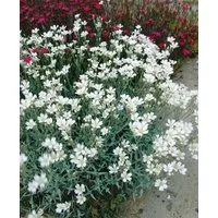 Pflanzen für Dich Staude Cerastium biebersteinii, 1 St., Biebersteins Hornkraut, Silberhornkraut, Filziges Hornkraut