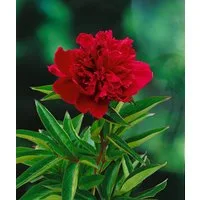 Pflanzen für Dich Staude Paeonia lact. Louis van Houtte, 1 St., Edel-Pfingstrose, Chinesische Pfingstrose
