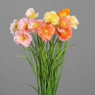 MOHN