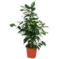 Exotenherz Zimmerpflanze Ficus benjamini "Danielle", Birkenfeige 14cm